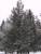 Sapins